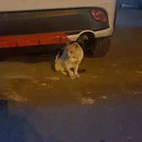 گربه پیدا شده|حیوانات|شیراز, شاهجیان|دیوار