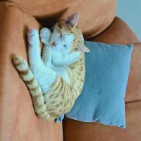 بچه گربه گمشده