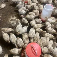 جوجه بوقلمون بیوتی۶