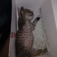 گربه