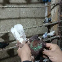 گرگانی و تهرانی سر و کله دار|پرنده|اردبیل, |دیوار