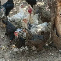 فروش مرغ و خروس محلی صدرا