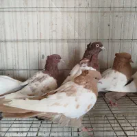 کبوتر سینه ای درجه یک|پرنده|اصفهان, ارغوانیه|دیوار