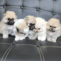 واگذاری توله پامر