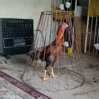 خروس لاری نصل اراکی