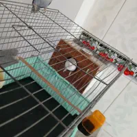 طوطی اوپال برزیلی|پرنده|ارومیه, |دیوار