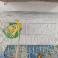 قناری رسمی بلند|پرنده|فولادشهر, مسکن مهر فولادشهر|دیوار