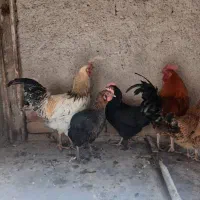 مرغ و خروس محلی و لاری|حیوانات مزرعه|بهارستان, |دیوار
