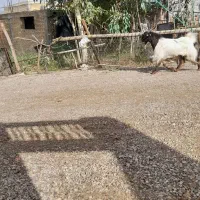 یک عدد بز نر.|حیوانات مزرعه|شوشتر, |دیوار