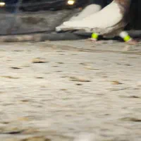 یهودی و سینه دم سفید