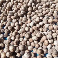گردو کاغذی|عمده‌فروشی|شاهین دژ, |دیوار