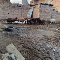 پنج راس میش هترو