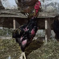 خروس لاری|حیوانات مزرعه|قم, بوستان جوان|دیوار