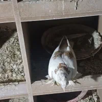 شازده رسمی ماده