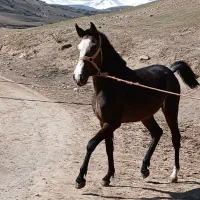 نریان‌دوساله