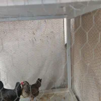 مرغ تخم گذار|حیوانات مزرعه|خرمشهر, |دیوار