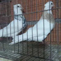 کبوتر رنگی|پرنده|گنبد کاووس, |دیوار