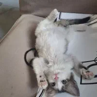 واگذاری گربه نر ۲/۵ ماهه دی اس اچ|گربه|تهران, قیطریه|دیوار