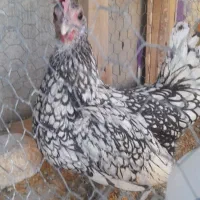 مرغ و خروس سیبرایت|حیوانات مزرعه|زرقان, |دیوار