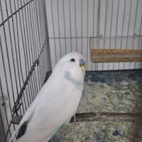 مرغ عشق انگلیسی نر