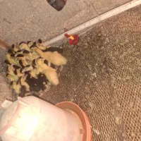 جوجه اردک خارجی یک ماهه|حیوانات مزرعه|بابل, |دیوار