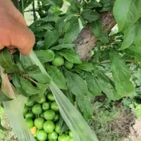 باغ باغچه میدان نماز اسلامشهر با سند دارای فنس