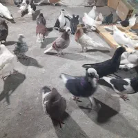 کبوتر