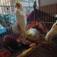 عروس هلندی تازه دون خور