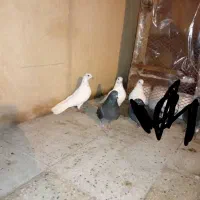 کبوتر ۶ تا یکجایی|پرنده|پاکدشت, پاکدشت (مامازند)|دیوار