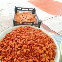 ارگانیک کده|خوردنی و آشامیدنی|مشهد, هفت تیر (آب و برق)|دیوار