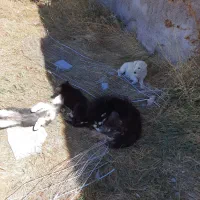 سگ هاسکی|سگ|کوراییم, |دیوار