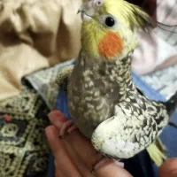 گلباقالی