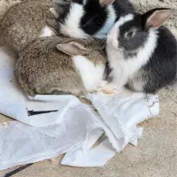 فروش بچه‌خرگوش‌های ناز و سالم|موش و خرگوش|برازجان, |دیوار