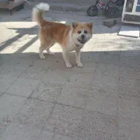 سگ آکیتا نر یکساله|سگ|تاکستان, |دیوار