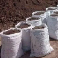 کودگوسفندی کهنه خالص