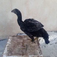لاری