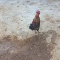 خروس گلین دارم فروشی