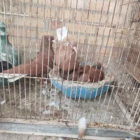 نرو ماده دم سفید|پرنده|بهبهان, |دیوار