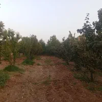 باغچه 1000 متری در نزدیک خان زنیان