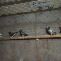 پلاکی درجه یک