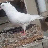 اراکی نر