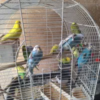 مرغ عشق جفتی 450/000 هزار تومان