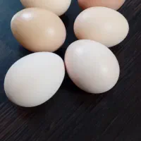 تخم مرغ رسمی گلپایگانی