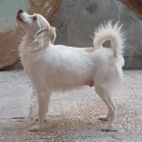 توله سگ