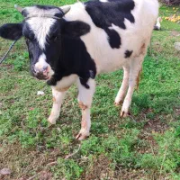 لیشه هلشتاین اصیل|حیوانات مزرعه|آستانه اشرفیه, |دیوار