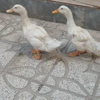 فروش اردک