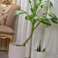 گل دیفن باخیا همراه گلدون بزرگ