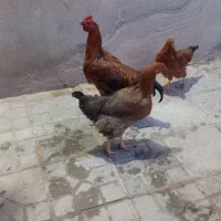 مرغ
