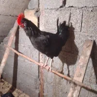 خروس سیاه ،،مرغ وخروس مرندی|حیوانات مزرعه|تنکابن, |دیوار