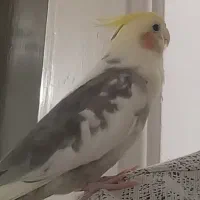 عروس هلندی گمشده با مژدگانی